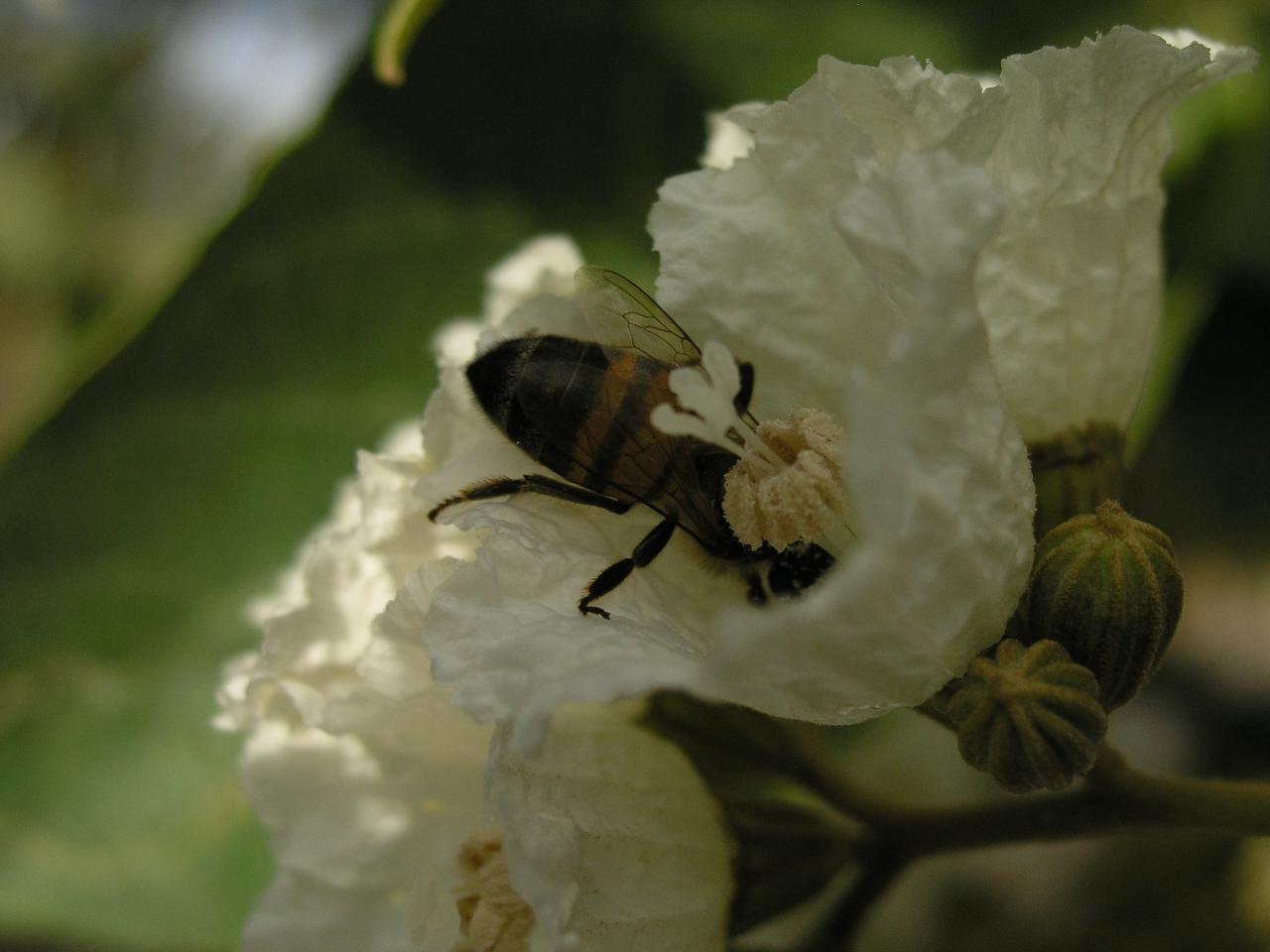 abeille sur teck d'arabie
