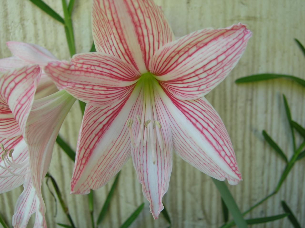 amaryllis