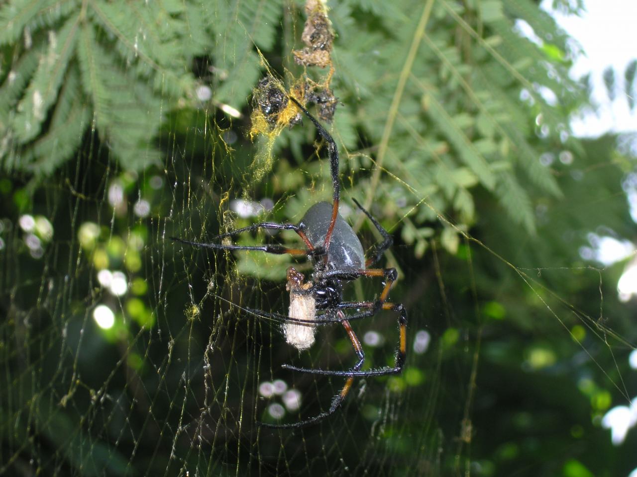 araignée et sa proie 2