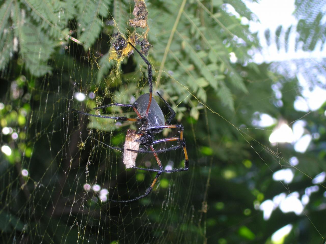 araignée et sa proie