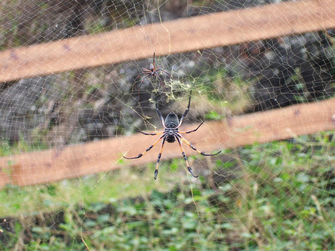 Araignée Nephila