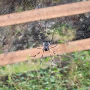 Araignée Nephila
