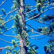 araucaria