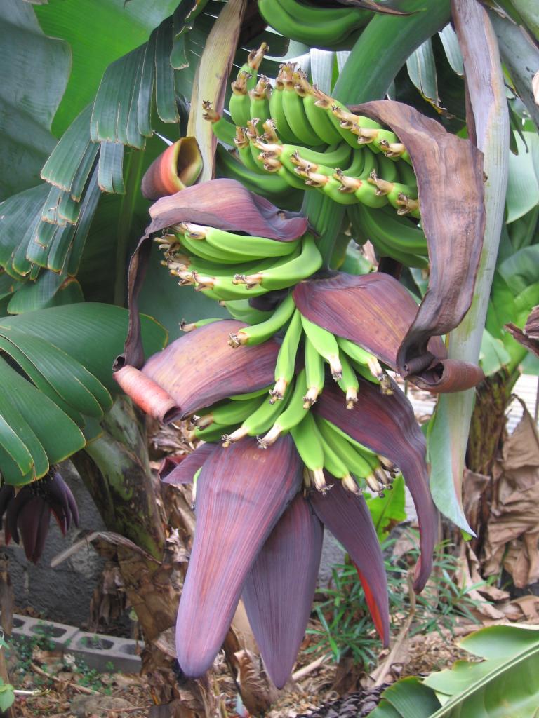 Fleurs et fruits du Bananier D Helsens