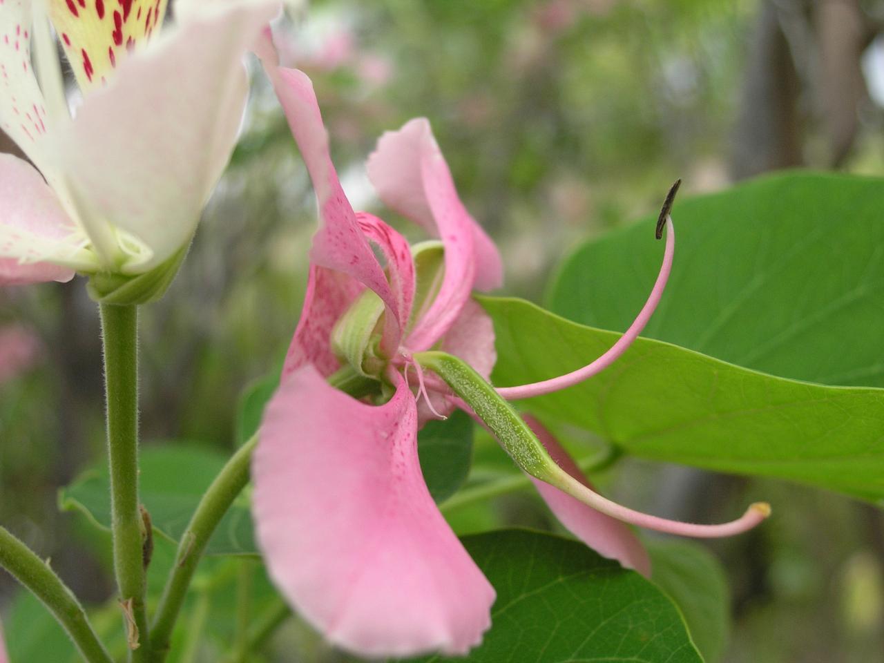 bauhinia jeune gousse