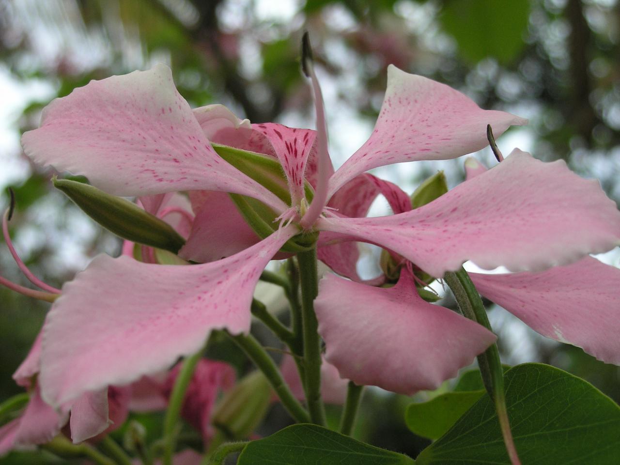 bauhinia