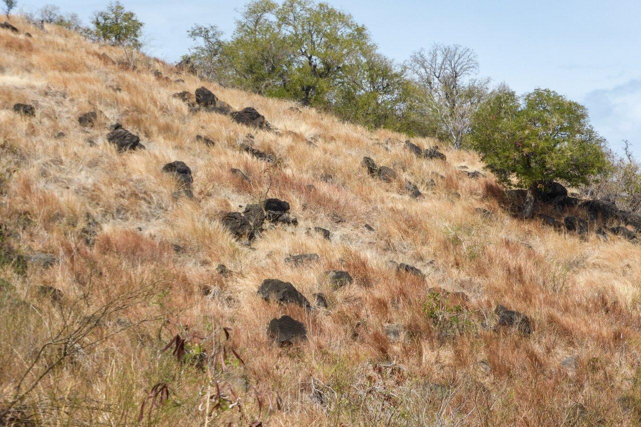 Herbes de la savane.