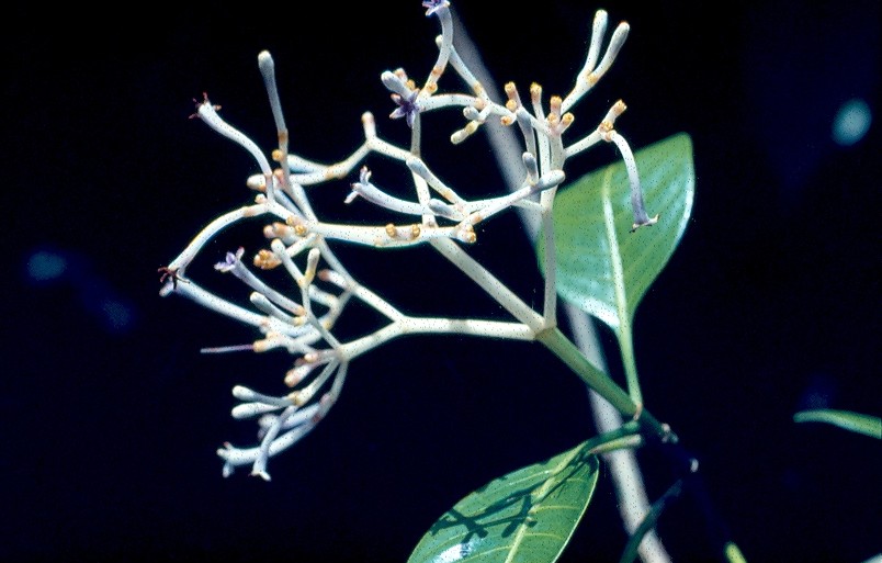 bois de corail fleurs 2