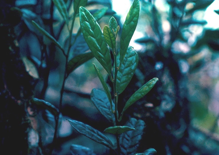 bois de kiwi feuilles