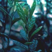 bois de kiwi feuilles