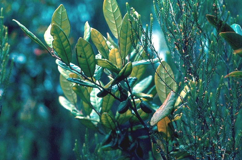 bois de kiwi fruits