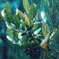 bois de kiwi fruits