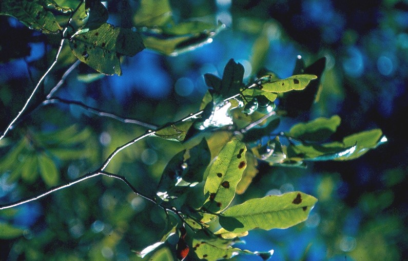 bois de lait feuilles