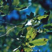 bois de lait feuilles