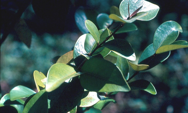 bois de nêfles feuilles