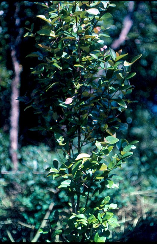 bois de nêfles