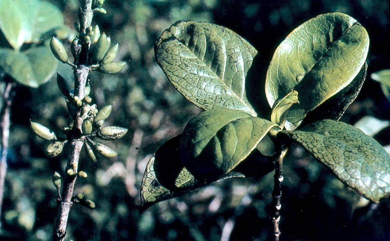 bois de piment fruits