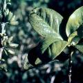 bois de piment fruits