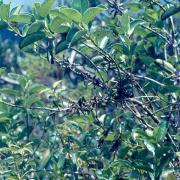 bois de piment