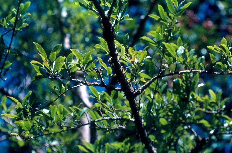 bois de prune