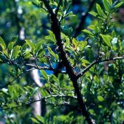 bois de prune
