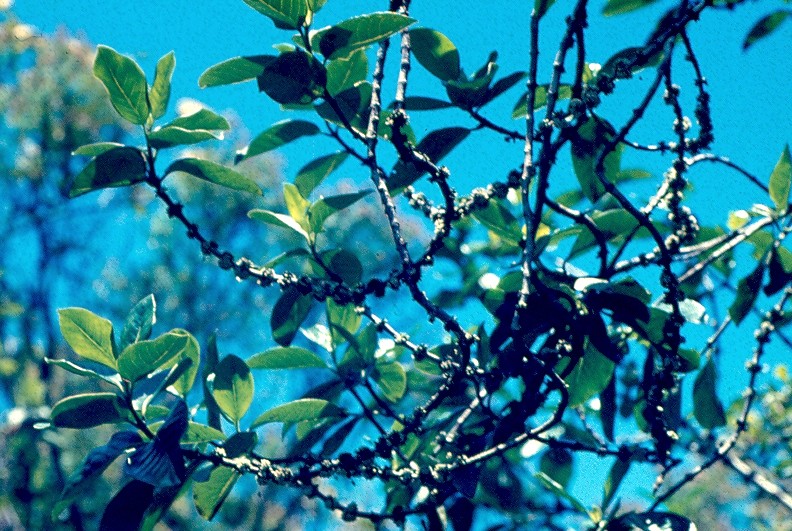 bois de rat fruits