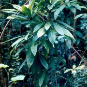 bois de savon