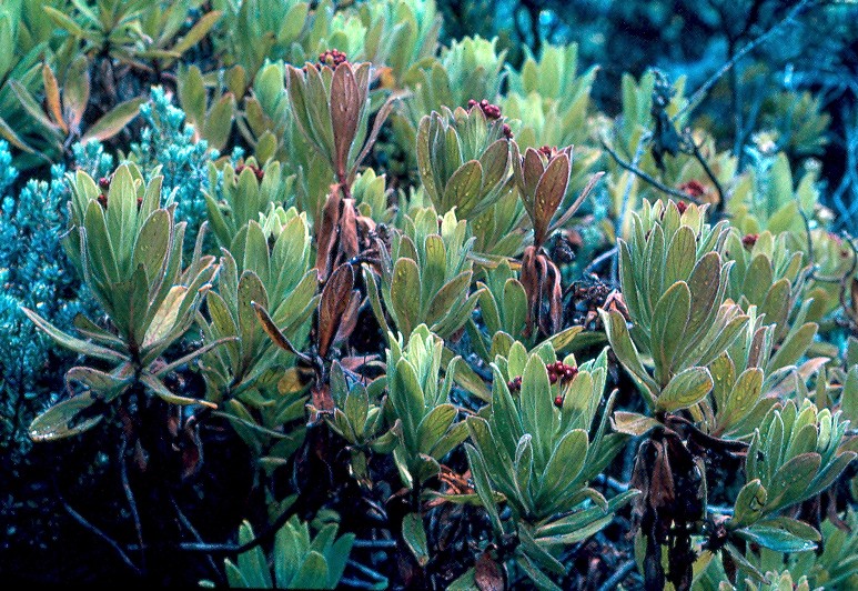 bois de tabac anchusifolia