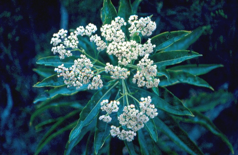 bois de tabac laurifolia