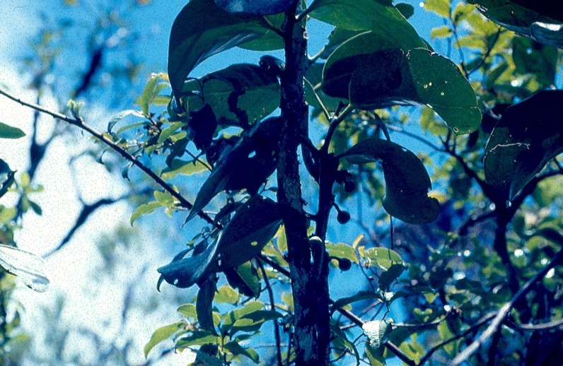 bois de tambour feuilles