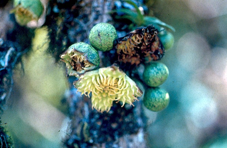 bois de tambour fruits