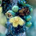 bois de tambour fruits