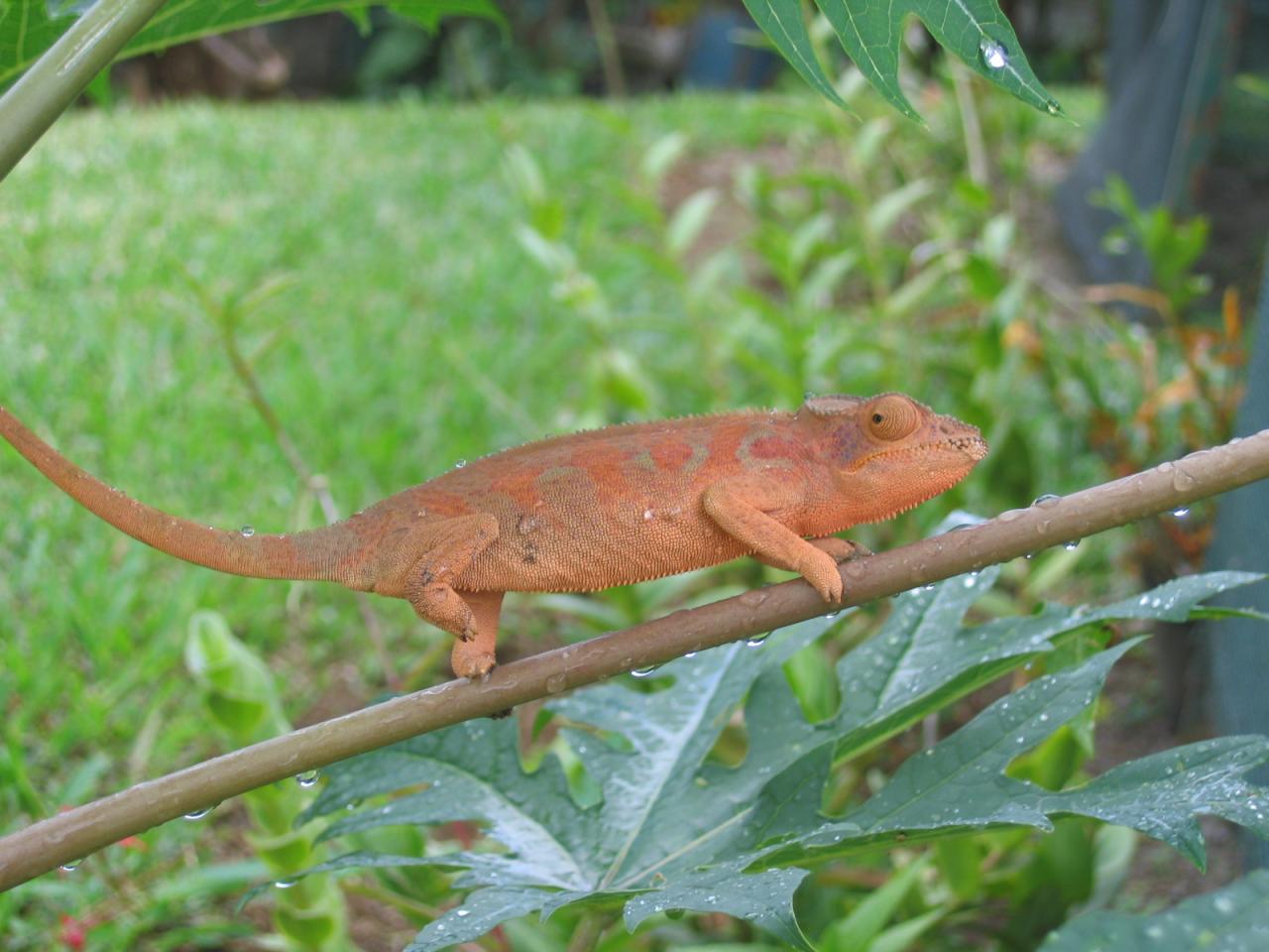 Caméléon femelle 2 D Helsens