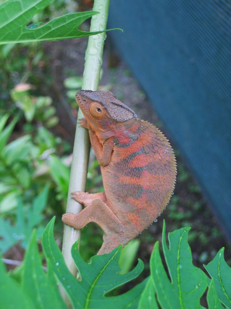 Caméléon femelle D Helsens