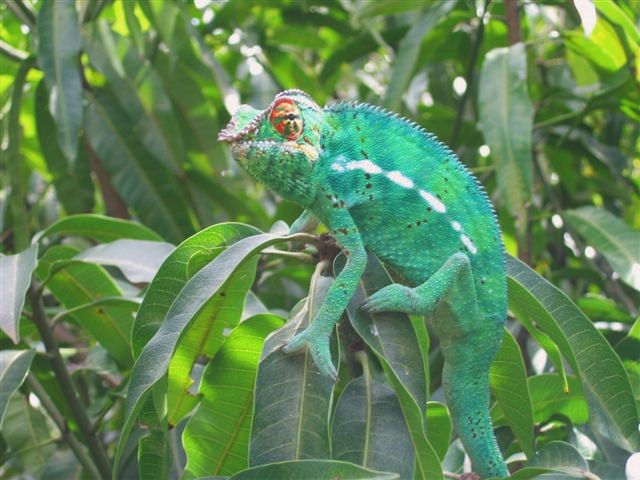 Caméléon mâle D Helsens