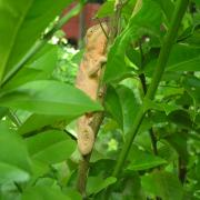caméléon2