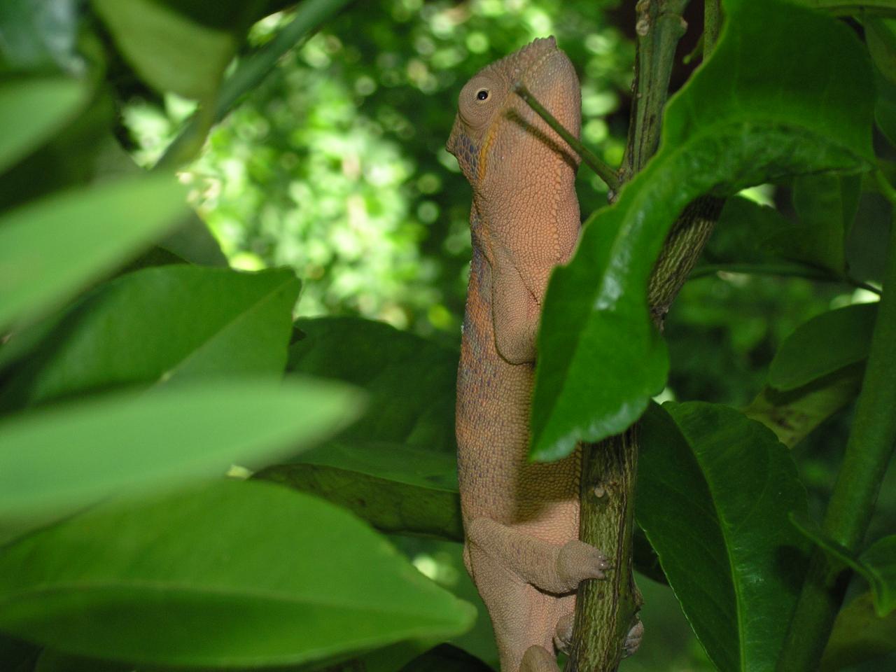 caméléon3