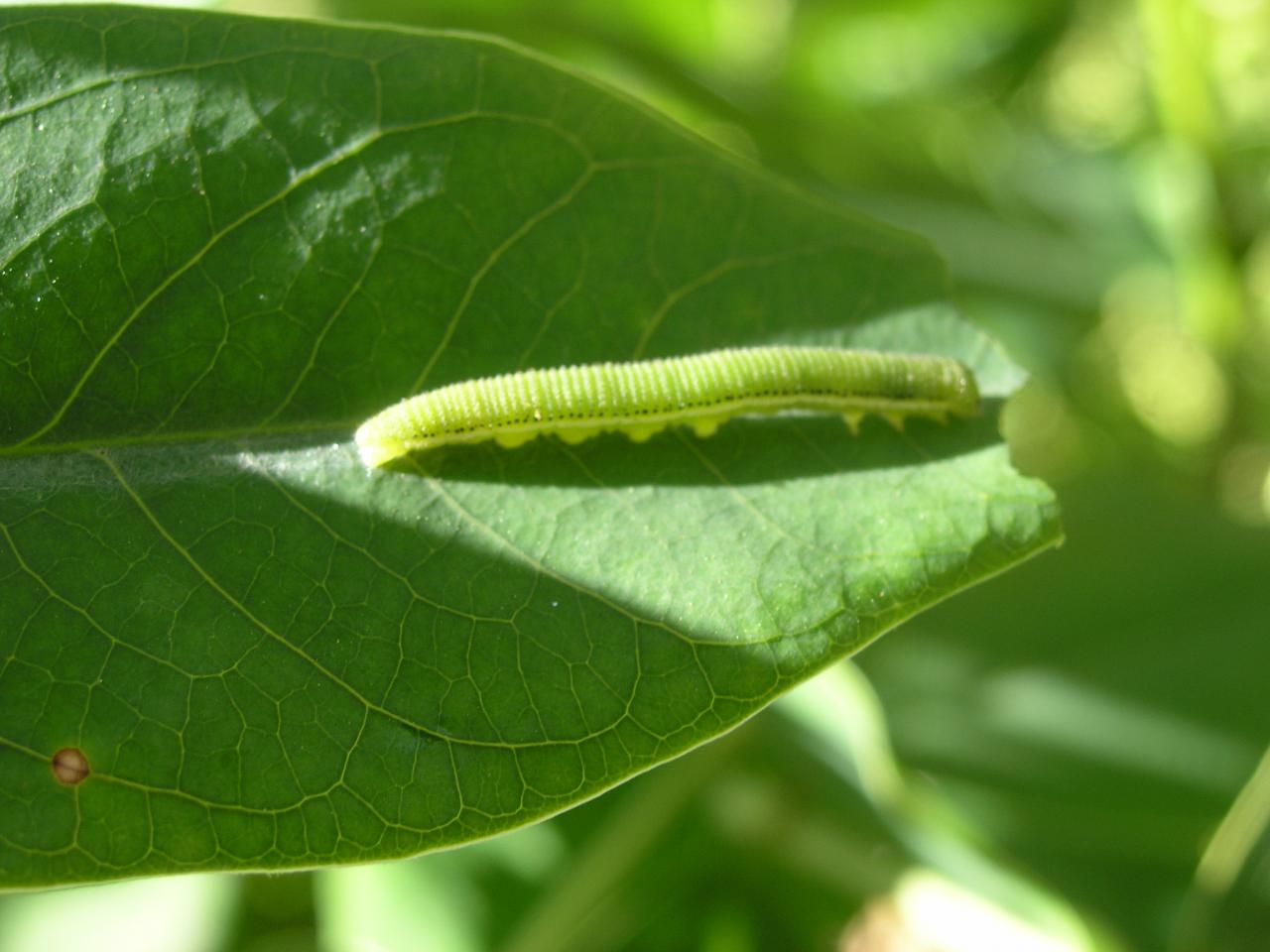 chenille de Catopsilia 2