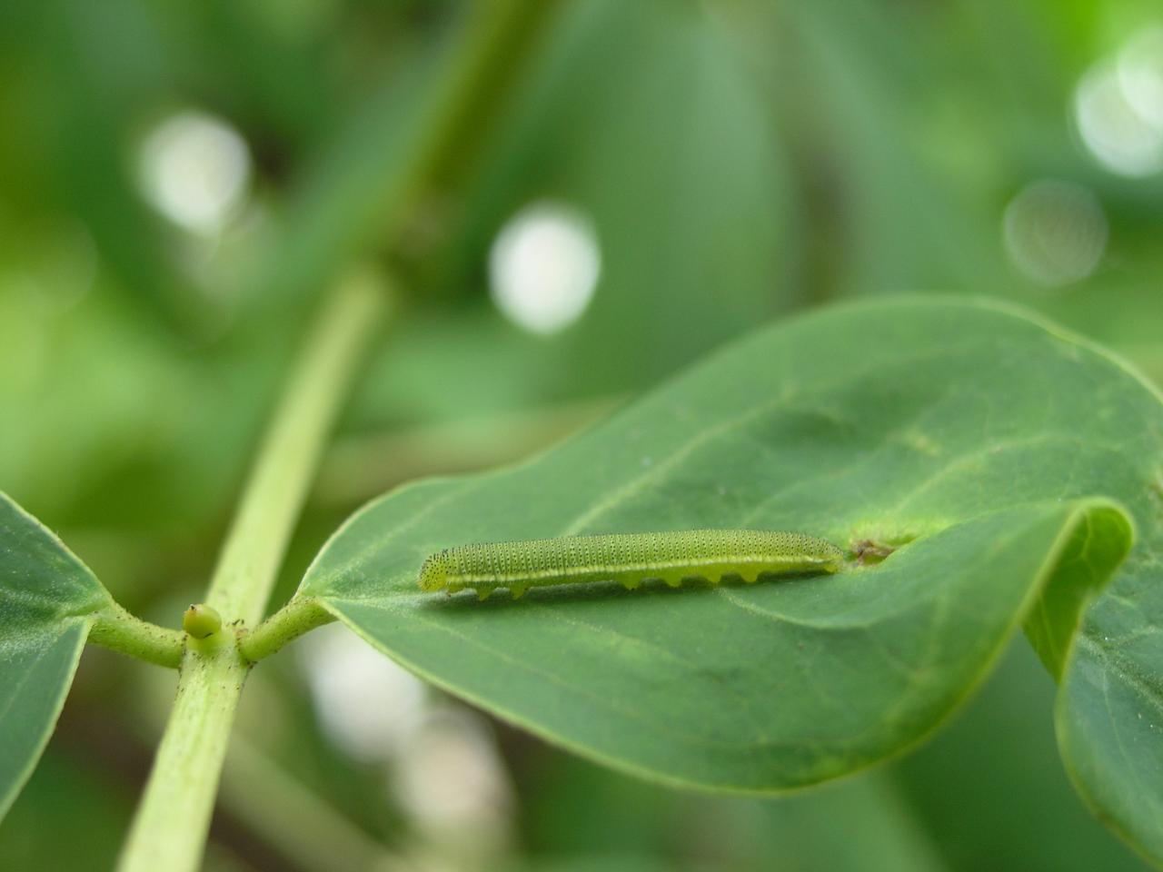 chenille de Catopsilia