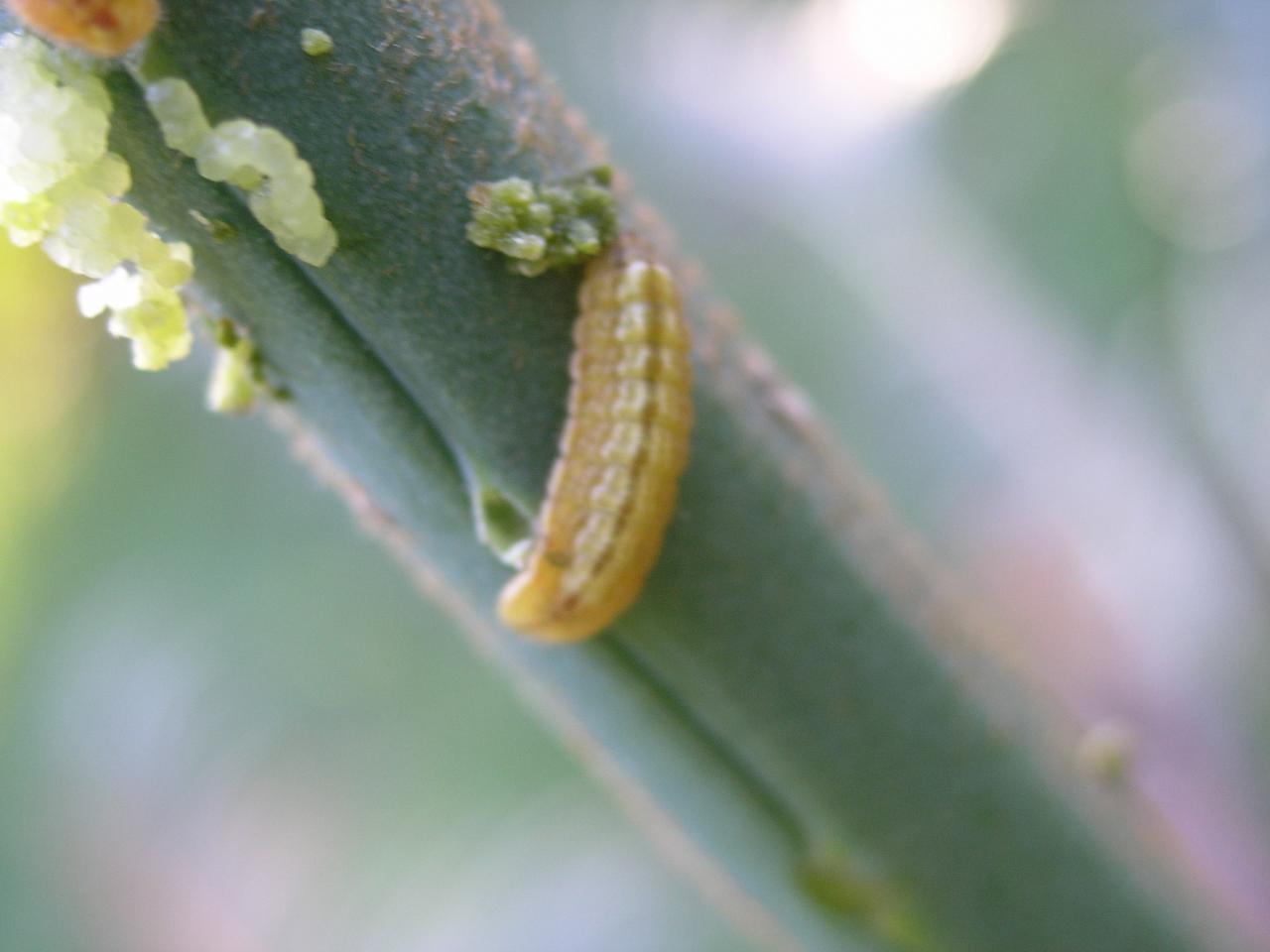 chenille de lycène sur sagou2