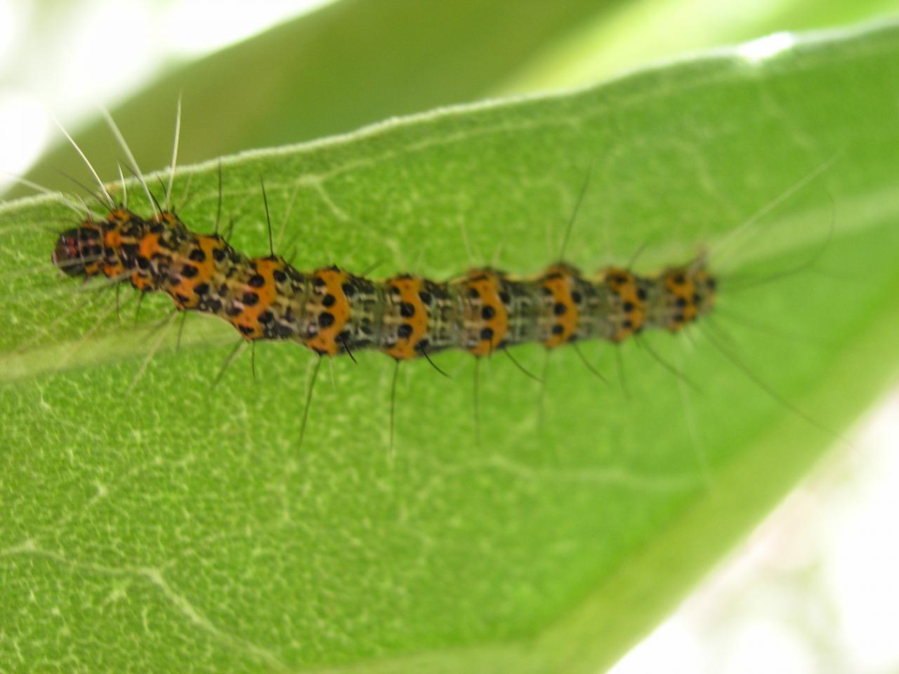 chenille du veloutier floue arrière