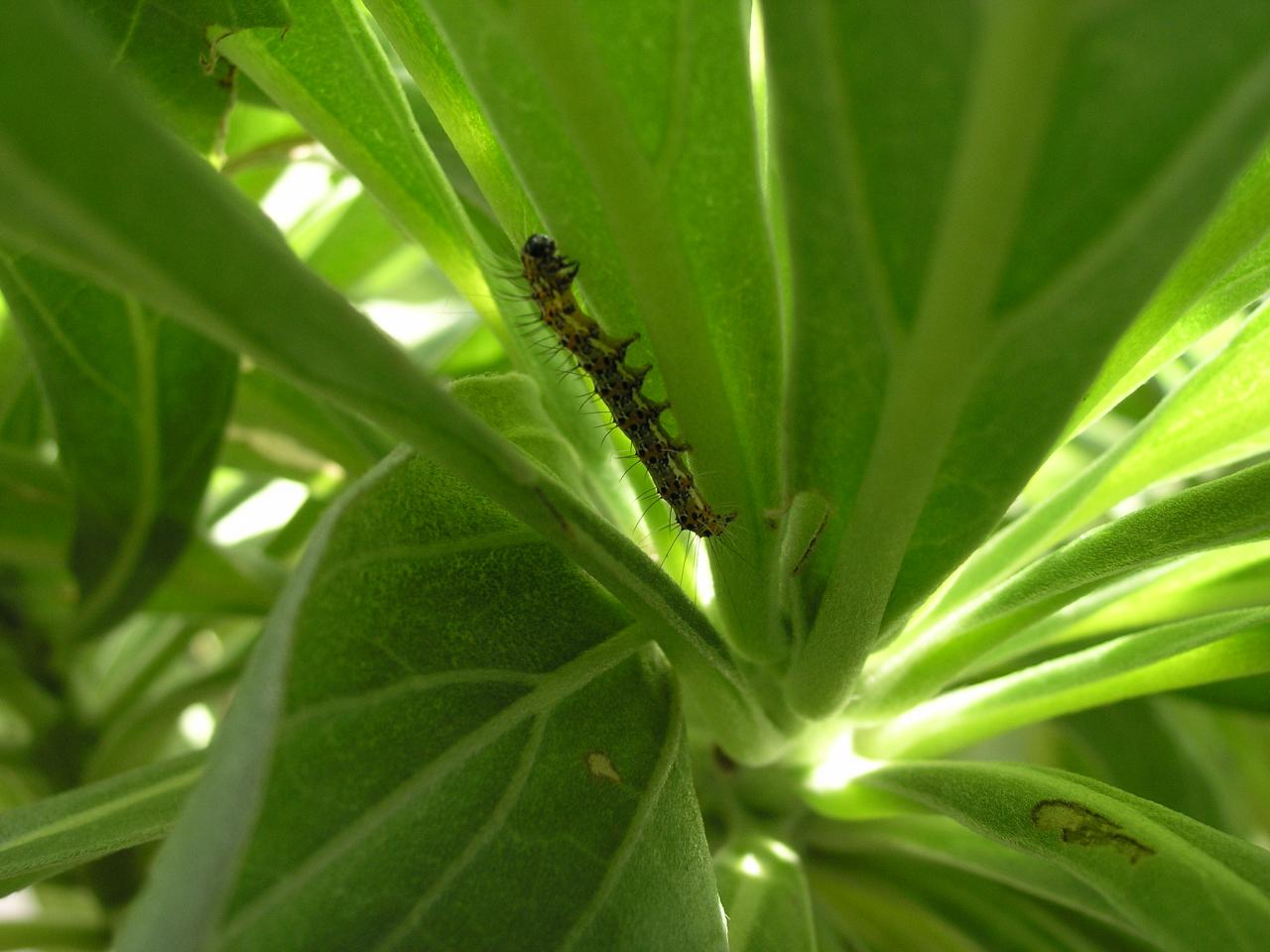 chenille du veloutier profil