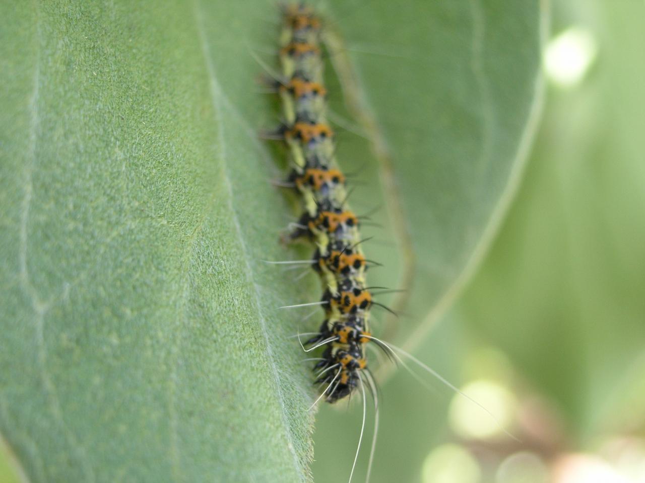 chenille du veloutier sans queue