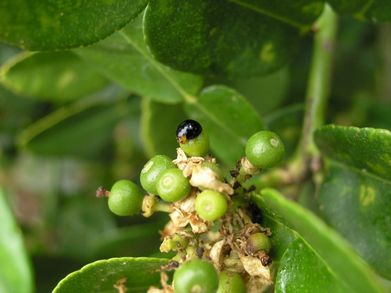 coccinelle nettoyeuse 2