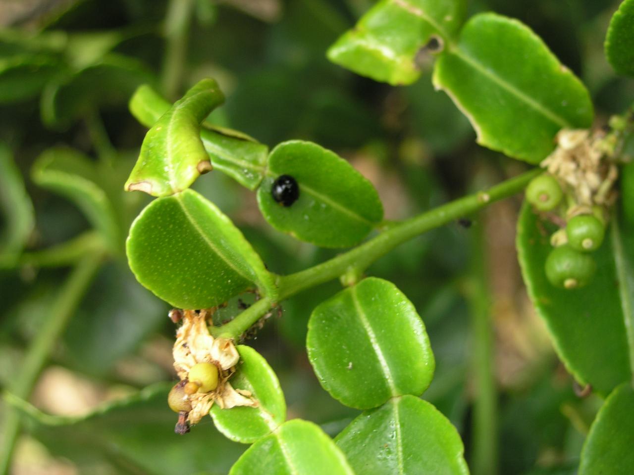 coccinelle nettoyeuse