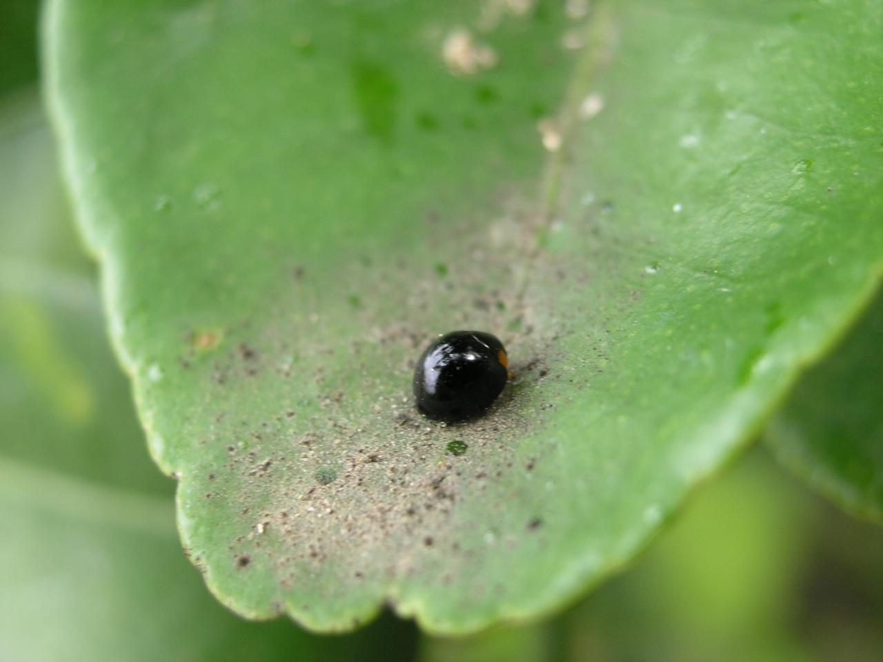 coccinelle sur combava