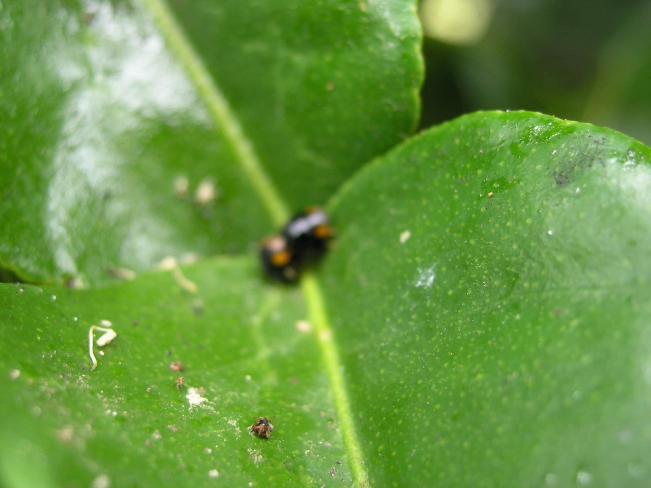 coccinelles