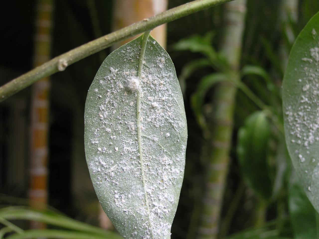 cochenille sur jasmin de nuit1