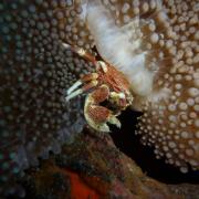 Crabe D Helsens