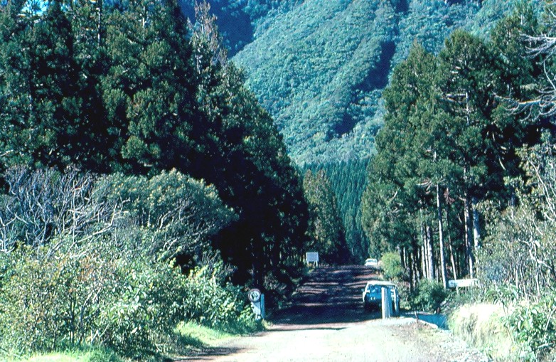 cryptomeria vue d'ensemble